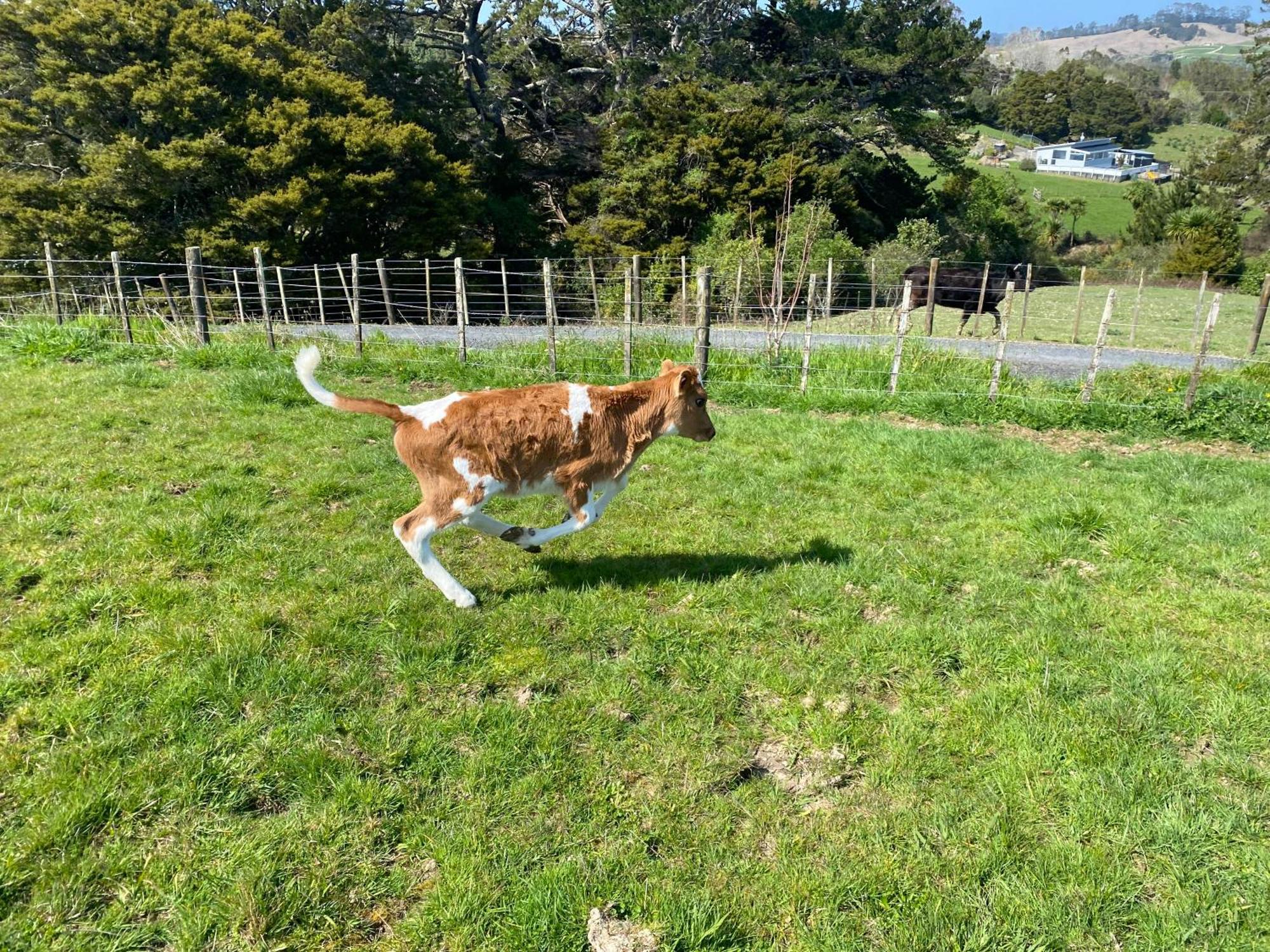 Pukeatua Farmstay Waimauku Eksteriør bilde